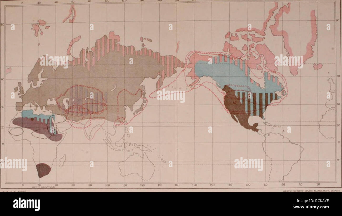 . Die geographische Verbreitung der jetzt lebenden Raubthiere. Carnivora; Zoogeography. .VomJr/aJ(vitf.rSr.fiy'tiOjf.'h/LW 100 IM IW. igo uo HO ijg_ MO 80 . _ Y 0 Kl_. du. T. Un Onii r 21. 0Â"nu vulpeä L 1' . meUijolaii l'Ull i , UODUUIU PÂ"ftrM>ll ^ . {Looly Swinlioe. * . Litieivefitrin Swinti oiloticiu Dmui b, .. €. meridionalu ? Sp" B2 -t.i!vu(. L>ftÂ"en CS5- VÂ", 1. ConiB liecussiiiui. fitullr â¢â-''iiutua Ueoffr nrgi 2 â â¢. ' J- . 3. luacrurna Bnird CD . 4. atnh AhJ. ul Bacliin _D- Spoc 23. t'iirrilBlu:i ilcxigs c:> 24. loucopus BlyU. C3- â¢â¢ 25. .I:;-) 2Â" . Â"no. Miv..i Foto de stock
