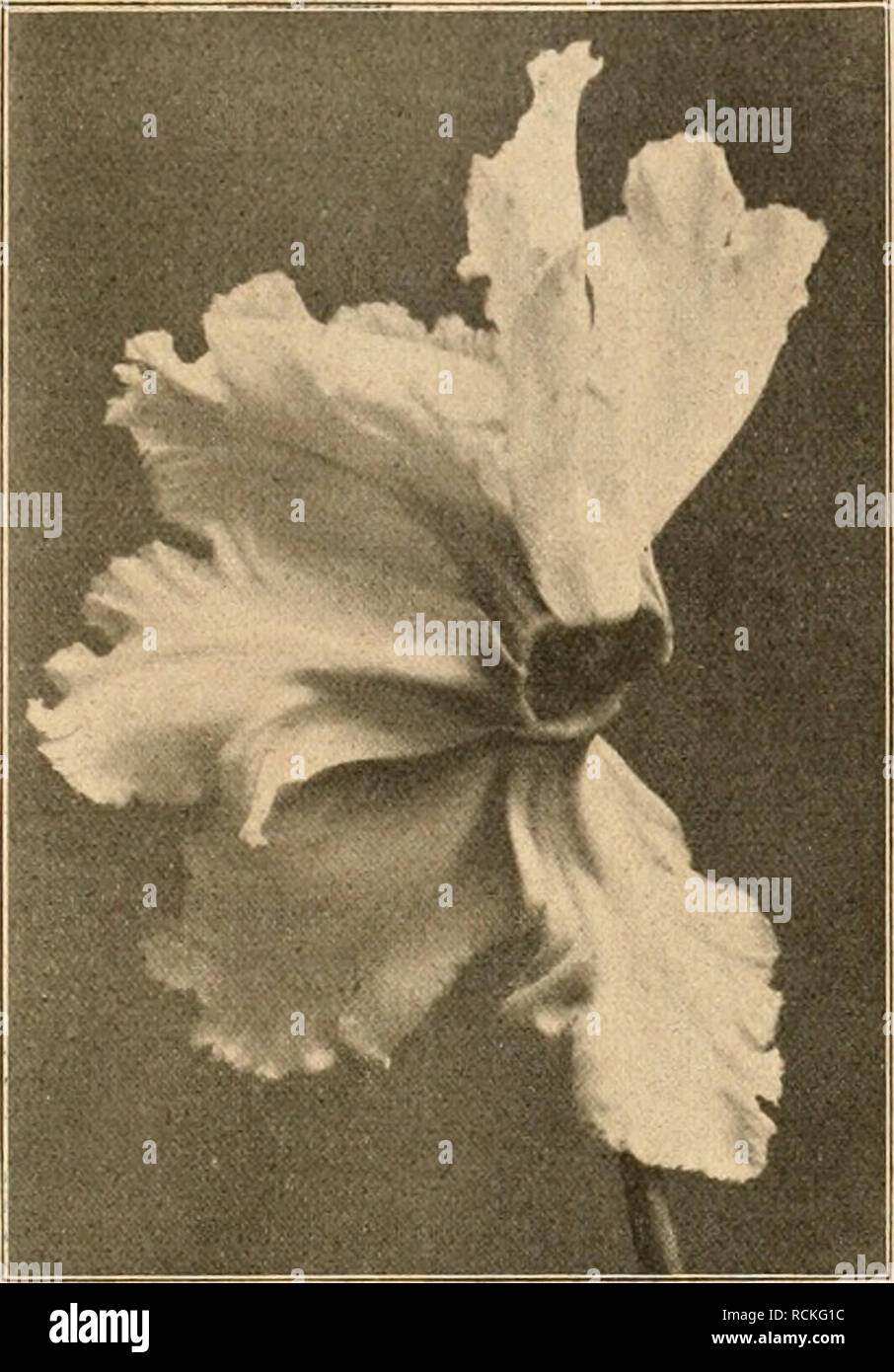 Die Gartenwelt Jardineria Xxvi De 18 Anos Mueren Gartenwelt 185 Bindematerial Die Von Mir Ge Pflegte