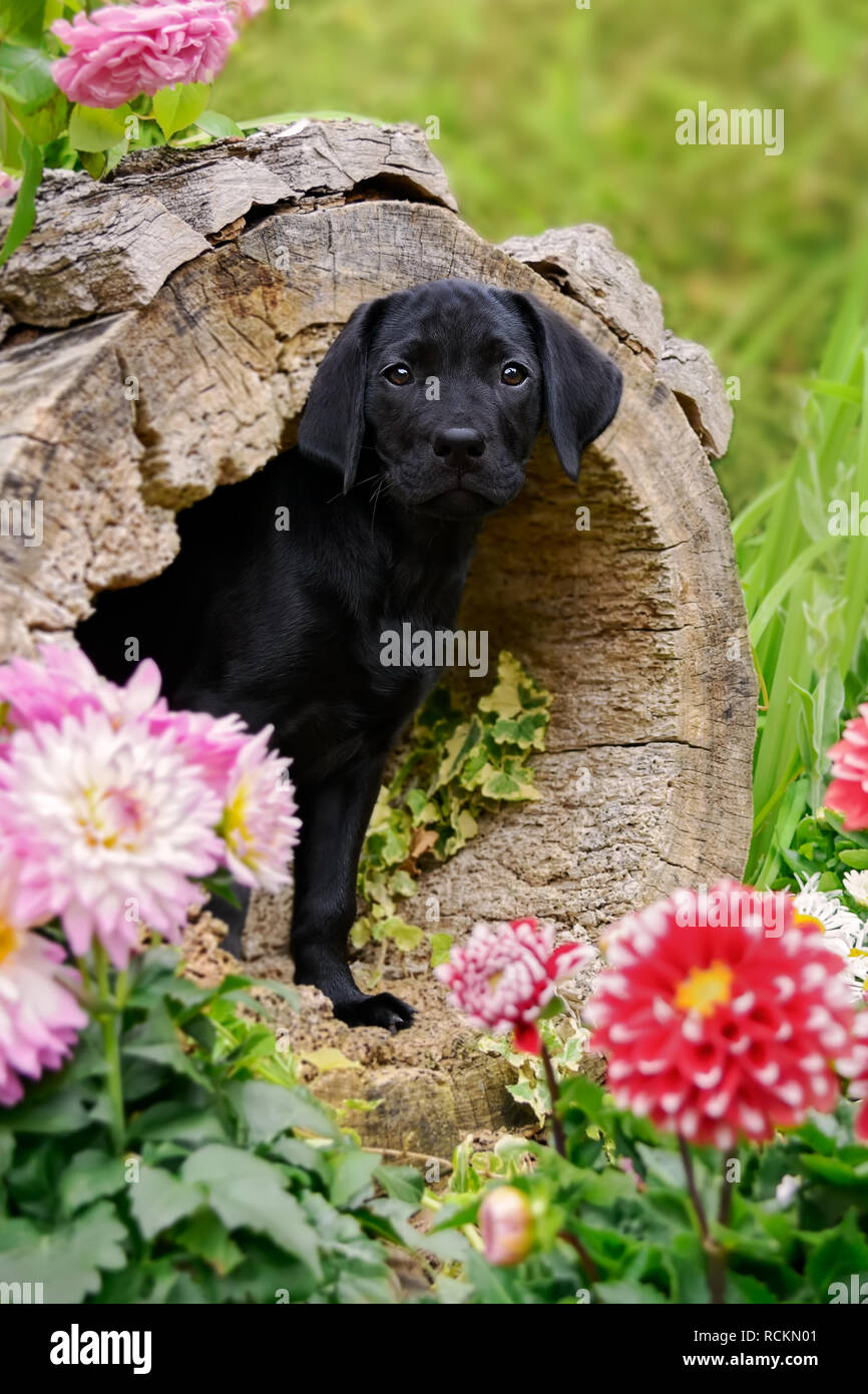 Flores divertidas fotografías e imágenes de alta resolución - Alamy Flores divertidas fotografías e imágenes de alta resolución - Alamy