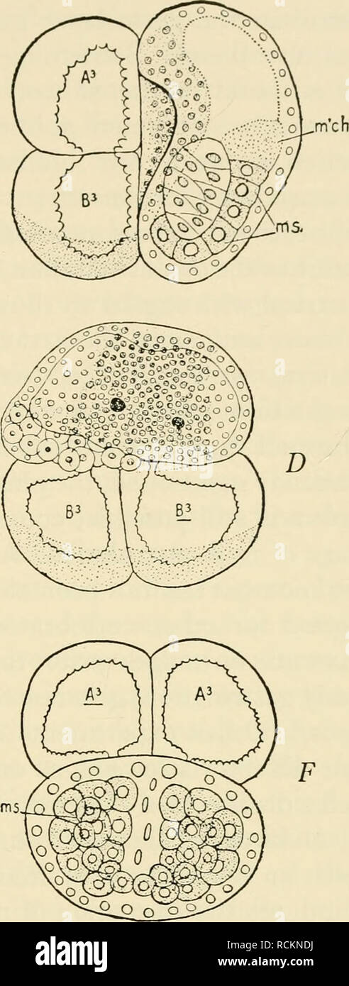  Los elementos de embriología experimental. Embriología, experimental; Embriología. B Fig.   mosaico en la ascidia Styela desarrollo. (Compárese con la fig.  .) Dos blasto