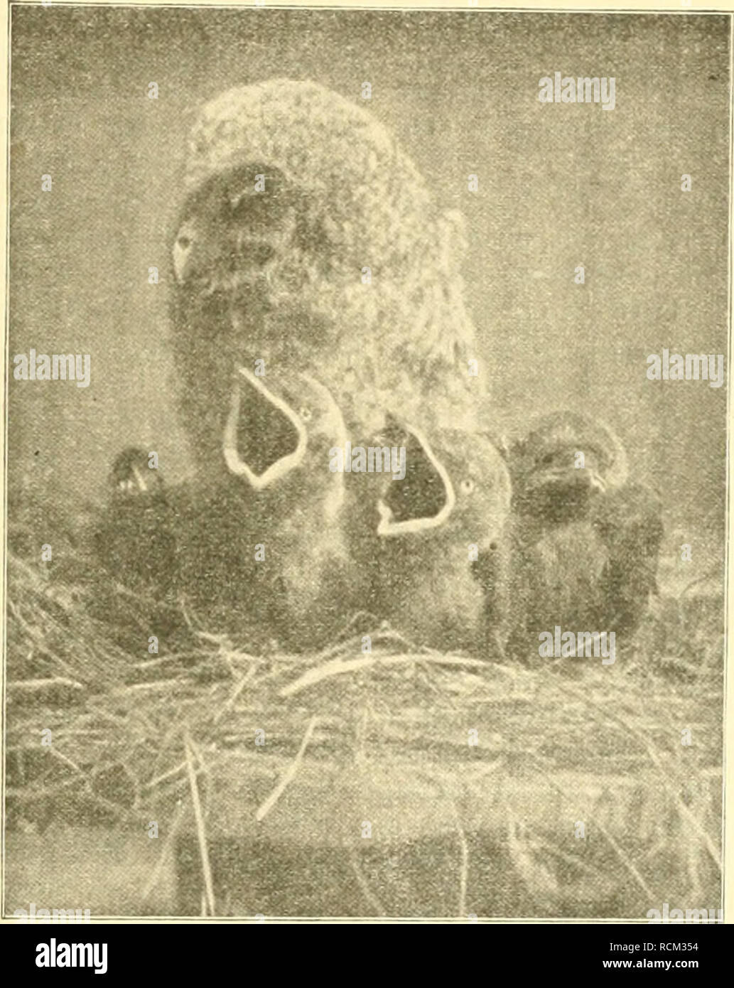 . Die Welt Gefiederte. Las aves. 9Jt. 49 fabelt, !Rolfef)IDF)en. utib ®(fimar,!platijüc{)tnng. - ^einbl, Ormtöologifd^C ^Peobaci^tungtn ju Mnbfd^l 389 aber einen i^ater erforen, ber nun mit ücrboppeltem ©fev feinen ersie^unggpflidjten oblag, nur baji ic^^m i, olä am 12. ^^uni fänitlid) 7 ^"uingen ans bcni â ^ieft flogen, bcn 9(usflug fat^egorijdj ücifagie, ic rocil^^ogel feinem i^erjen bie Ãberzeugung'loa^räu^ nel)hombres glaubte, baÂ" e§ en ber freien ©oKeänotur iBOl^l^^ tanfenbmal bo nod fd^öner fei, alg en bem f(|önften iÃoger|aufe mit einer 4 m= 53ud^e nnb brei Springbrunnen Foto de stock