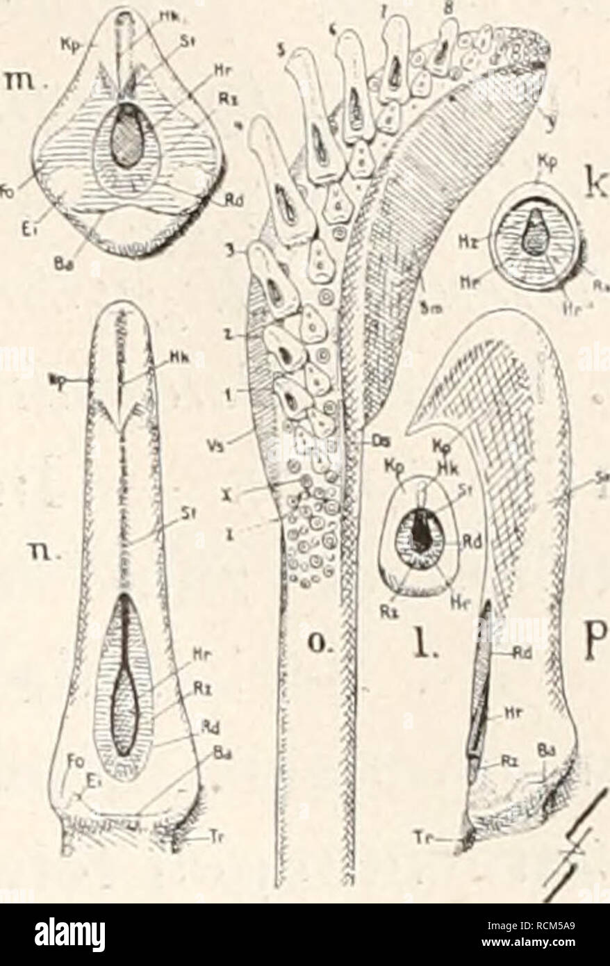 . Die fossilen Tintenfische; eine paläozoologische Monographie. Cephalopoda, fósil. B. Über den Bau der belemnoiden typischen Tintenfische. 189 treten. Auch B. Brughieri hat (VGL. Anders durchaus Passalotciithis)- artige Haken formulario (Huxley 1864) als Ac. Speciosa. Doch ist eine Untersuchung über die Verwertbarkeit vergleichende dieser Merk- macho erst auf Grund neuen, Materiales reicheren zu erwarten. f. Montar IC c i i. c. Fig. 68. Zur Morphologie der Haken ' bei fossilen und rezenten Decapoden. una problematica Acanthoteitfhis von Dai- ting (p. 151). *Yr b Acanthoteitthis speciosa von Solnhofen (p. Foto de stock