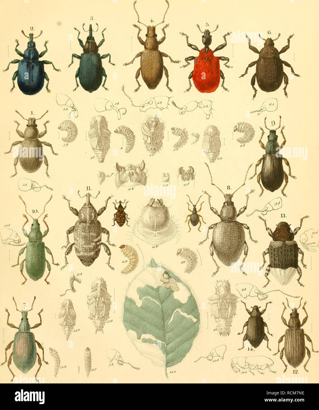 . Die forst-insecten oder beschreibung und Abbildung der in den wäldern nachbarstaaten Preussens und der Oder nützlich bekannt als schädlich gewordenen systematischer folge insecten; en und mit besonderer rücksicht auf die schädlichen vertilgung der. Im auftrage des chefs der zweiten abtheilung des Königl. Preuss. Los insectos forestales. coi.Taf.n:. C urcwWo Ap o d e r e s. 1. t'oryli. 2.Betnleli . 3.violaceiis.4. iucaiiiis. t). variiis. 7- MIC 9.vii'iiifolUs. ". Ai-ge)itatus .ll.Piiii. 12. atoinarius.W.Lapatlii.l-i.Fag-i. n. atfi'. 5. Condi. ji4>r" Sjun^li^y^xel tlehftjl-. Por favor tenga en cuenta que Foto de stock