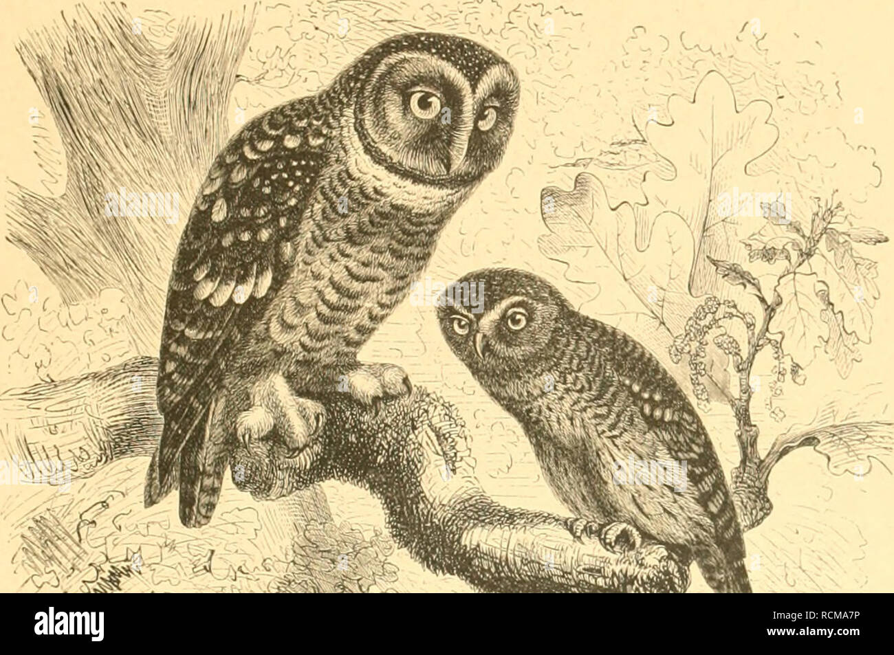A Rt Fotos E Imagenes De Stock Pagina 164 Alamy