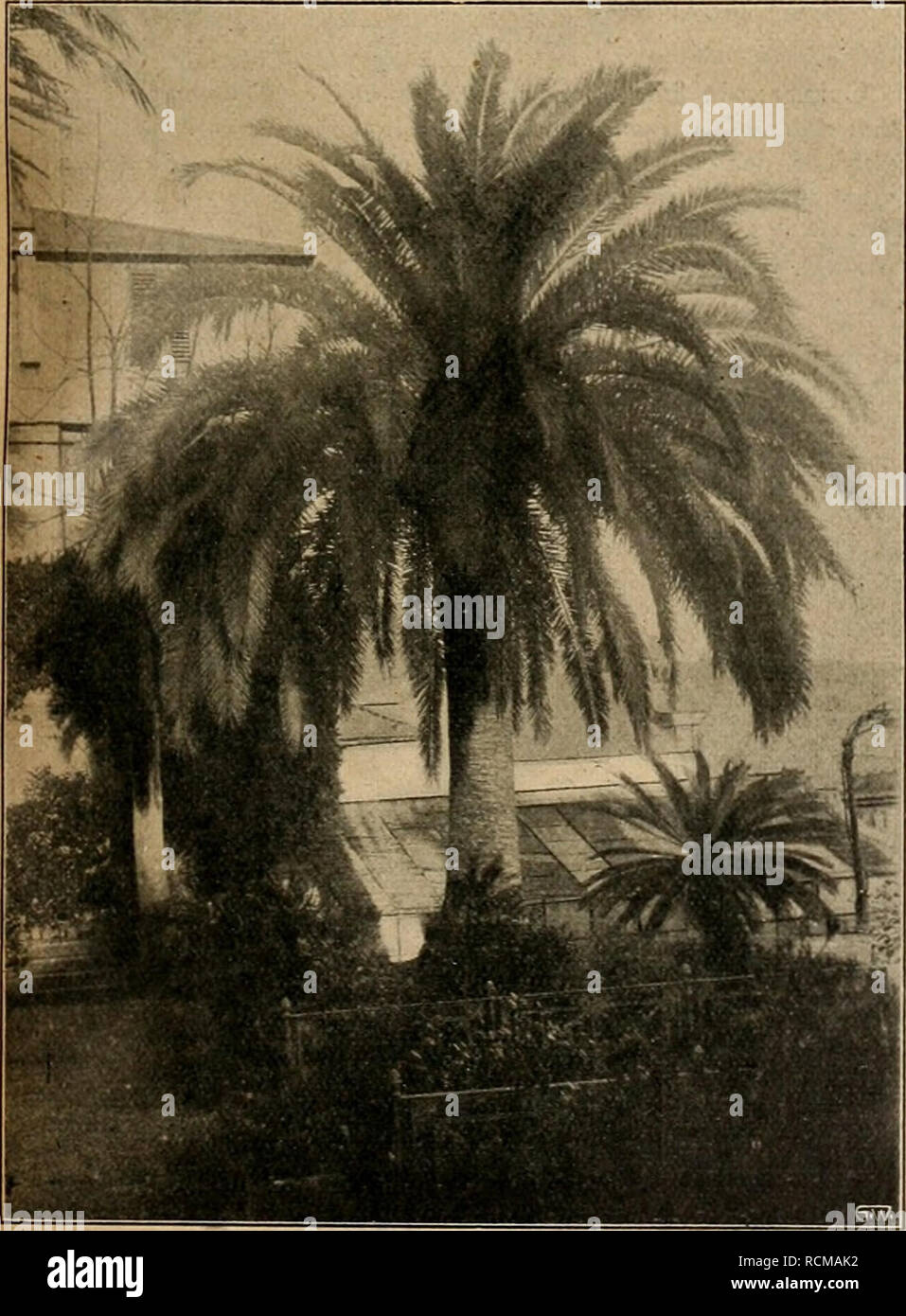 . Die Gartenwelt. Jardinería. XVIII, 1 Die Garte aweit. weißem Laub, eine Pflanze, die für Blattpflanzengruppen noch zu wenig ist bekannt, guerra hier zu einem verholzten Strauch von einigen Metern Umfang gediehen. Einen hübschen Winterblüher lernte ich 0.VA//s versicolorkenTien. Diese.vom Kap stammende Art hat große, weiße Blumen, die am Grunde gelb, am Saum und aussen rot und sind, sowohl im Knospenzustand, wie auf- geblüht, ganz reizend aussehen. Guerra reichen Sie im des Gartens reichblühendste surtido en morir. Eine der sonnigen Terrassen- guerra mauern überwachsen mit Montanoa arborescens, die eine Foto de stock