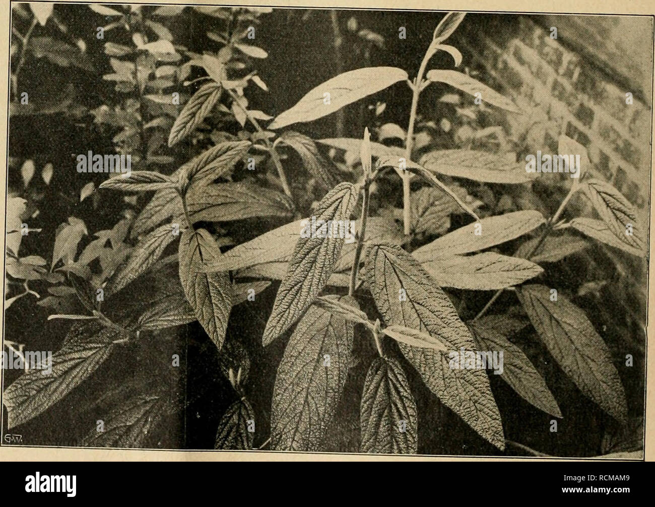 Die Gartenwelt. Jardinería. Von Scheindolde Viburnum rhytidophyllum. Una  Kultur stellt Sprüche keine der genannten Arten. En sandigem stehen Sie  hier, mit Moorerde versetztem Boden en voller Sonne und zeigen ein flottes,
