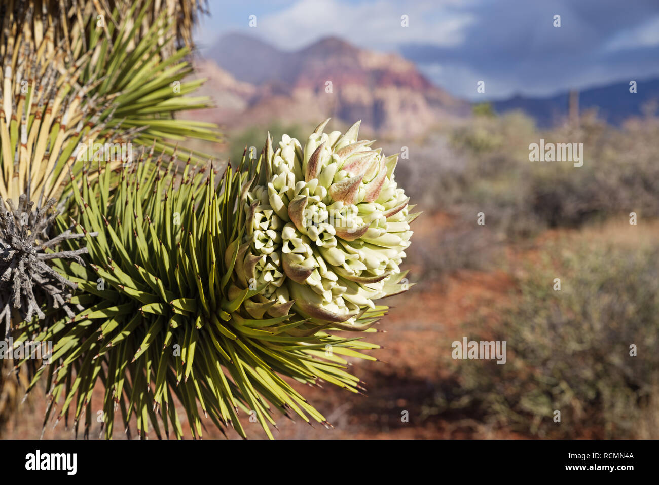 Joshua Tree o Yucca brevifolia flor con el enfoque selectivo y distante de la montaña de roca roja Foto de stock