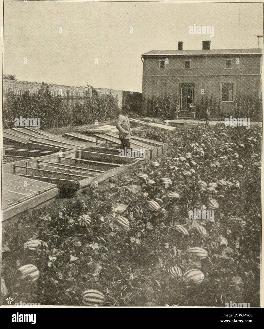 Die Gartenwelt Jardineria Wochenblatt Illustriertes Fur Den S Esamten Gartenbau Jahrgang V 3 De Noviembre De 1900 Nº 5 Nachdruck Und Nachbildung Aus Dem Inhalt Dieser Zeitschrift Wird Strafrechtlich Verfolgt Gemusebau Einige