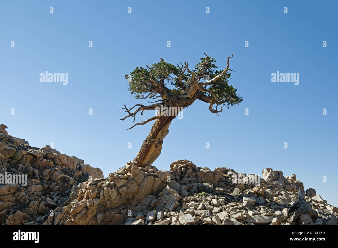 Lone contorsionadas pino creciendo sobre una cresta rocosa con el cielo azul Foto de stock