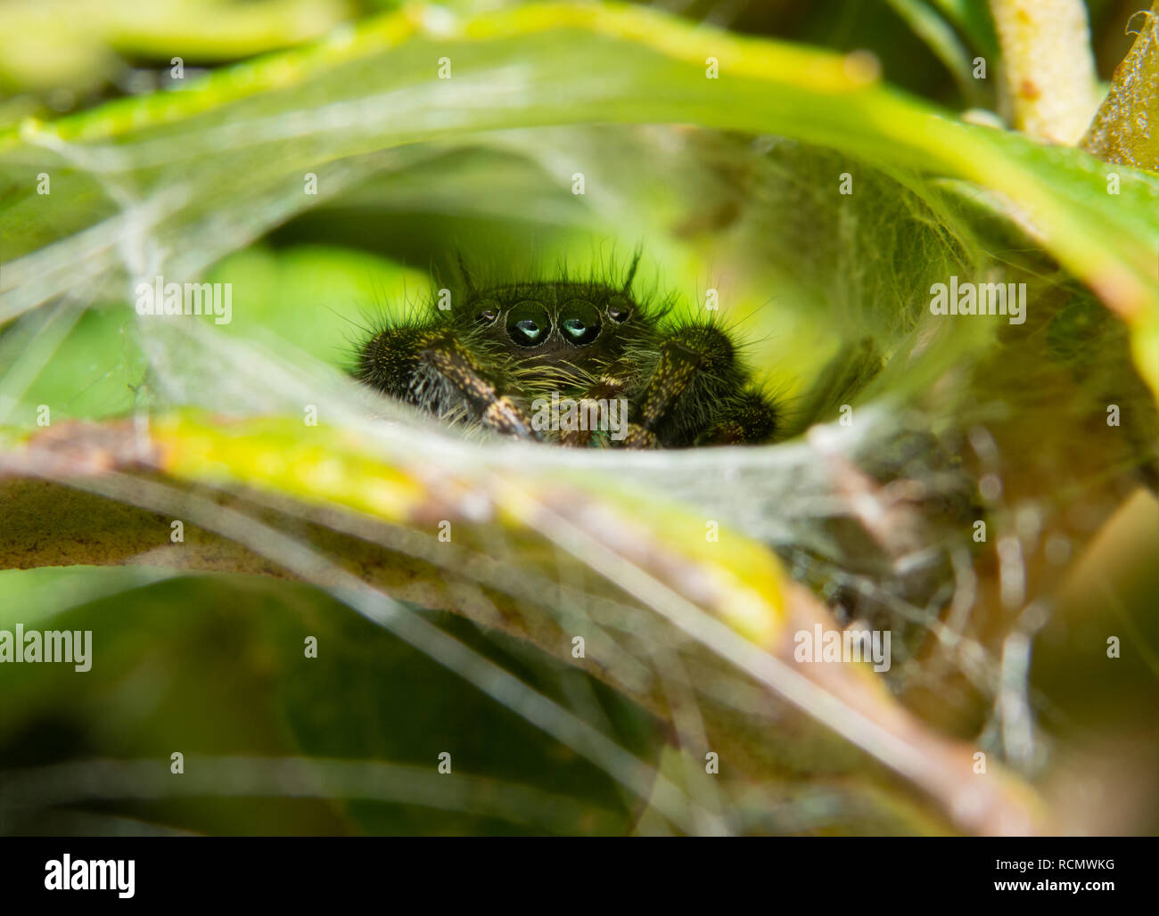 Bold menores Jumping Spider sobresale de su nido tejidas en hojas Foto de stock