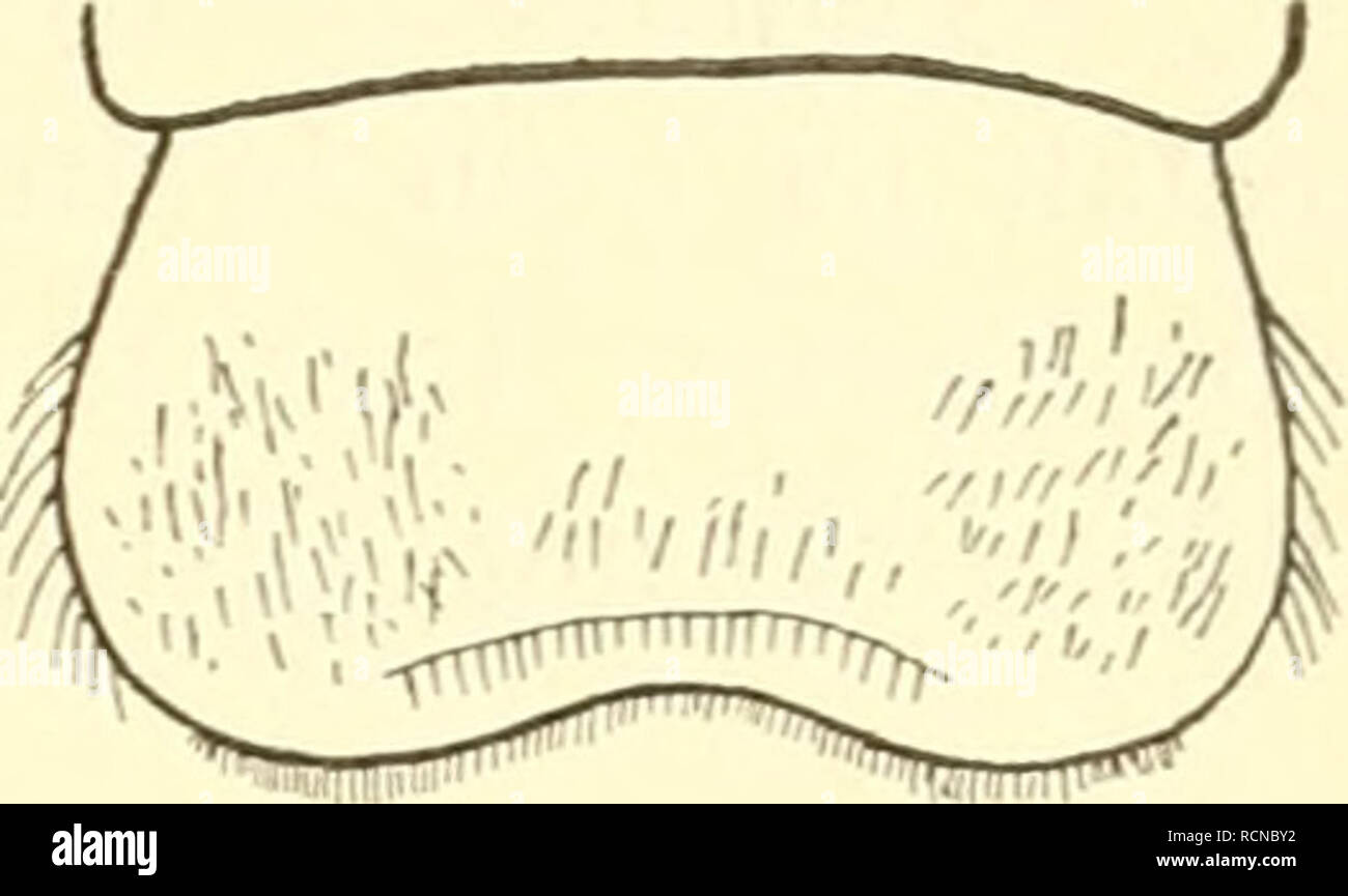 . Die Fauna südwestAustraliens. Ergebnisse der Hamburger südwest