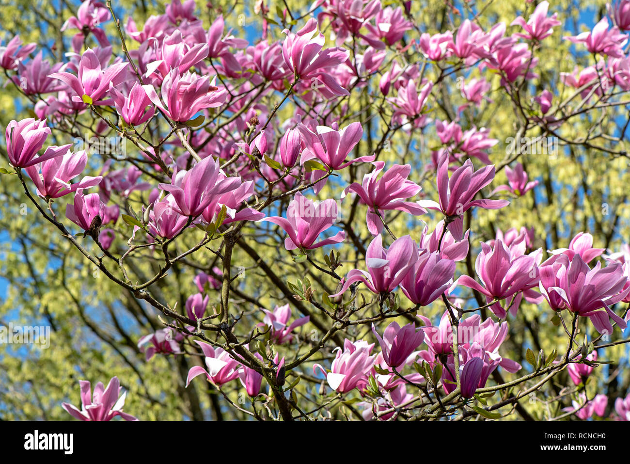 Los bellos y vibrantes flores rosadas de la floración de primavera Magnolia 'Spectrum' contra un cielo azul brillante Foto de stock