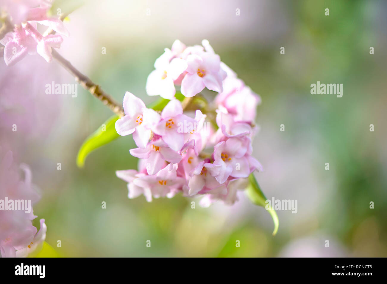 Imagen cercana de la hermosa primavera, perfumada flor rosa Flores de Daphne bholua 'Jacqueline Postill' Foto de stock