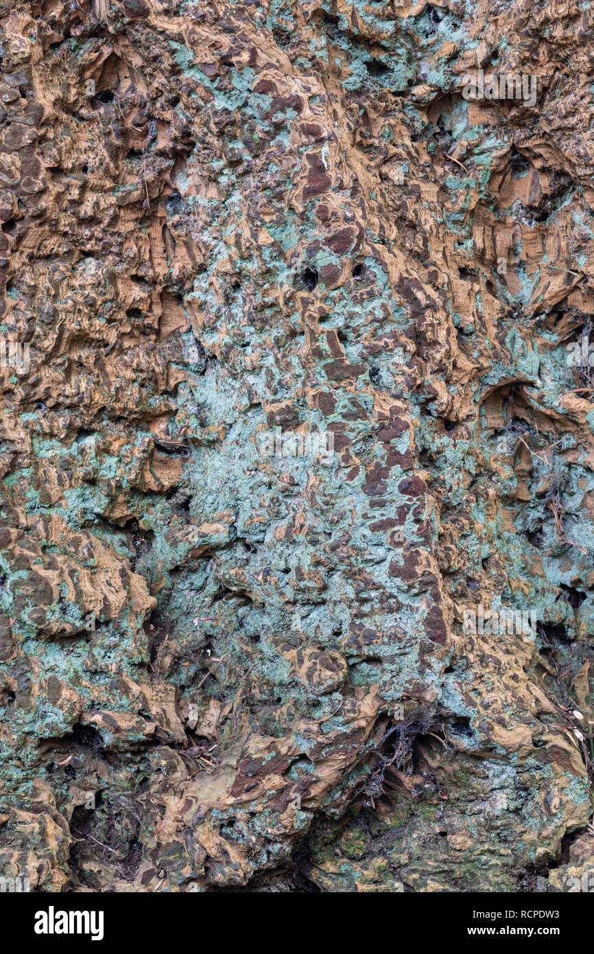 Cerca de Pseudotsuga menziesii - corteza del tronco de abeto Douglas Foto de stock