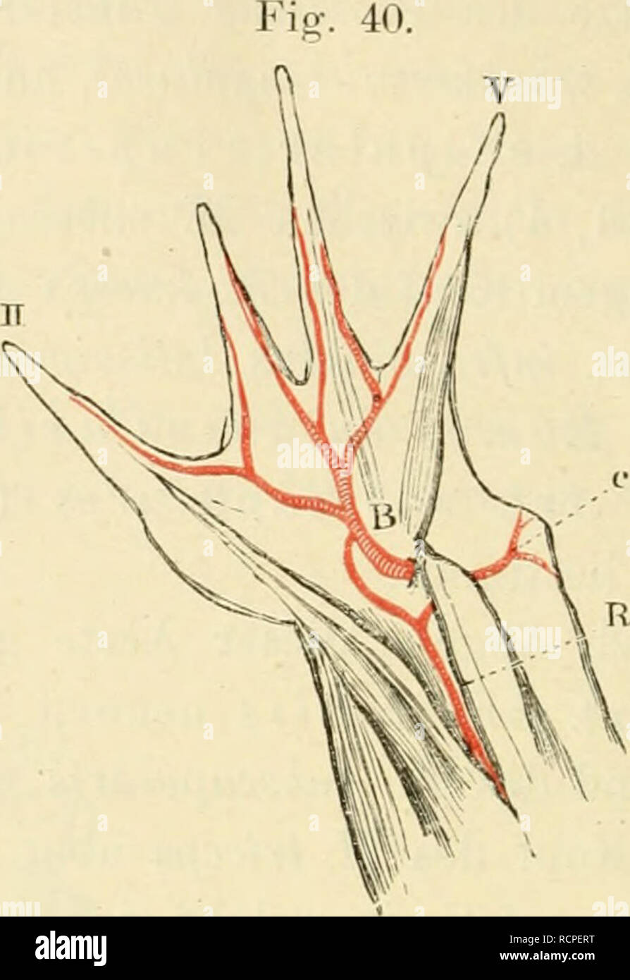 Die Anatomie Des Frosches Ein Handbuch Fa R Physiologen A Rzte Und Studirende V Ri Arterien Dei Volarflache Der Mano B Art Braquial Ulnaris Stelle Wo Sich Auf Den Dieselbe Rucken Die Anatomie Des Frosches Ein Handbuch Fa R Physiologen A Rzte Und Studirende V Ri Arterien Dei Volarflache Der Mano B Art Braquial Ulnaris Stelle Wo Sich Auf Den Dieselbe Rucken
