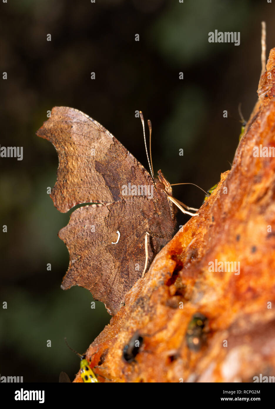 Vista ventral de una mariposa coma oriental la obtención de nutrientes a partir de pulpa de fruta de caqui Foto de stock