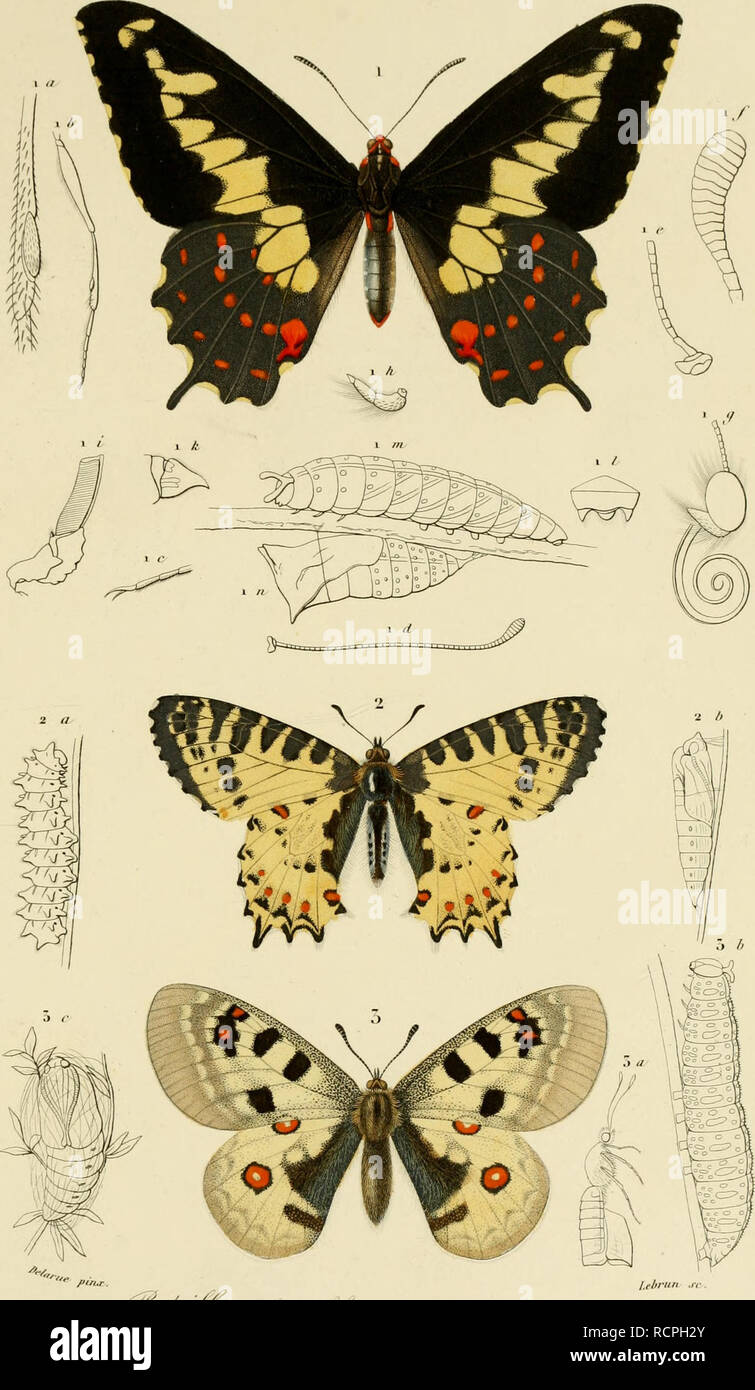 Dictionnaire Universel D Histoire Naturelle Atlas Historia Natural Nirr Yo O Iji R V I Iesertc V F Im1 1 Ti U1 S Pi 1 Ra F Lo Ff S Z E Gt Ia4 Gt W Thais Icc Es Vi 0 L R L 7 M Cualquier I J Drlan O O