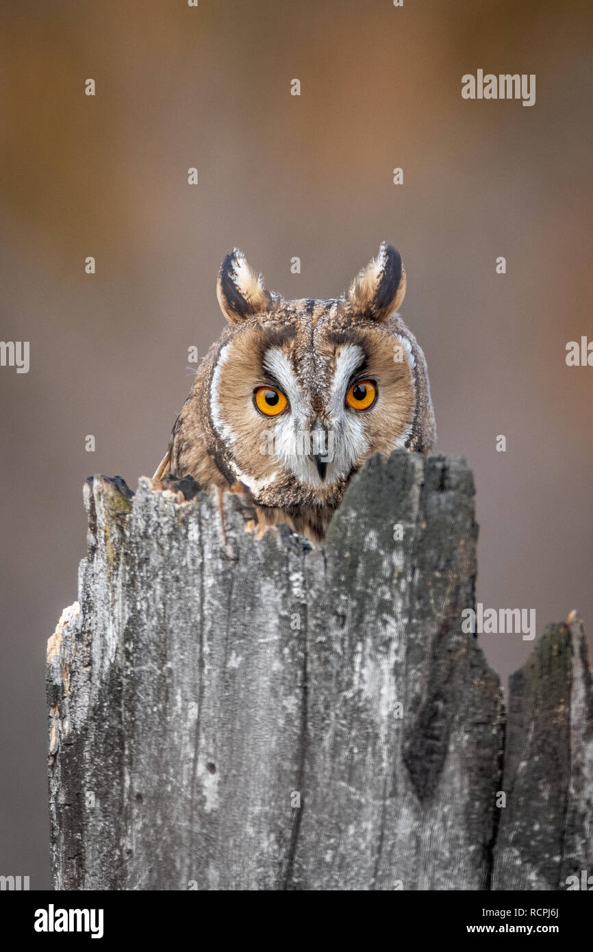 Percha De Depredador Fotos e Imágenes de stock Alamy