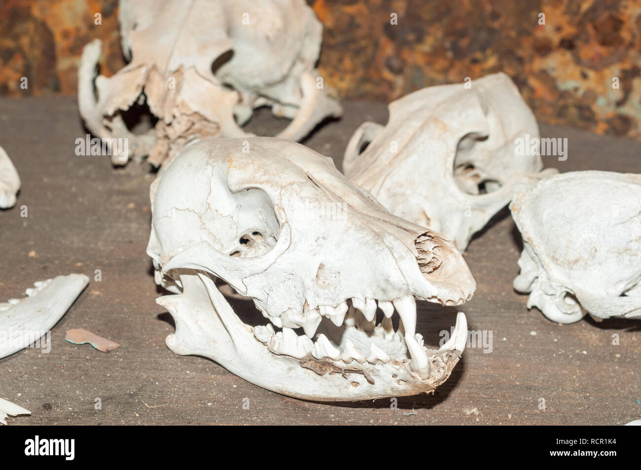 Brown Hyena Skull, Cape Cross lodge museum, Namibia Foto de stock