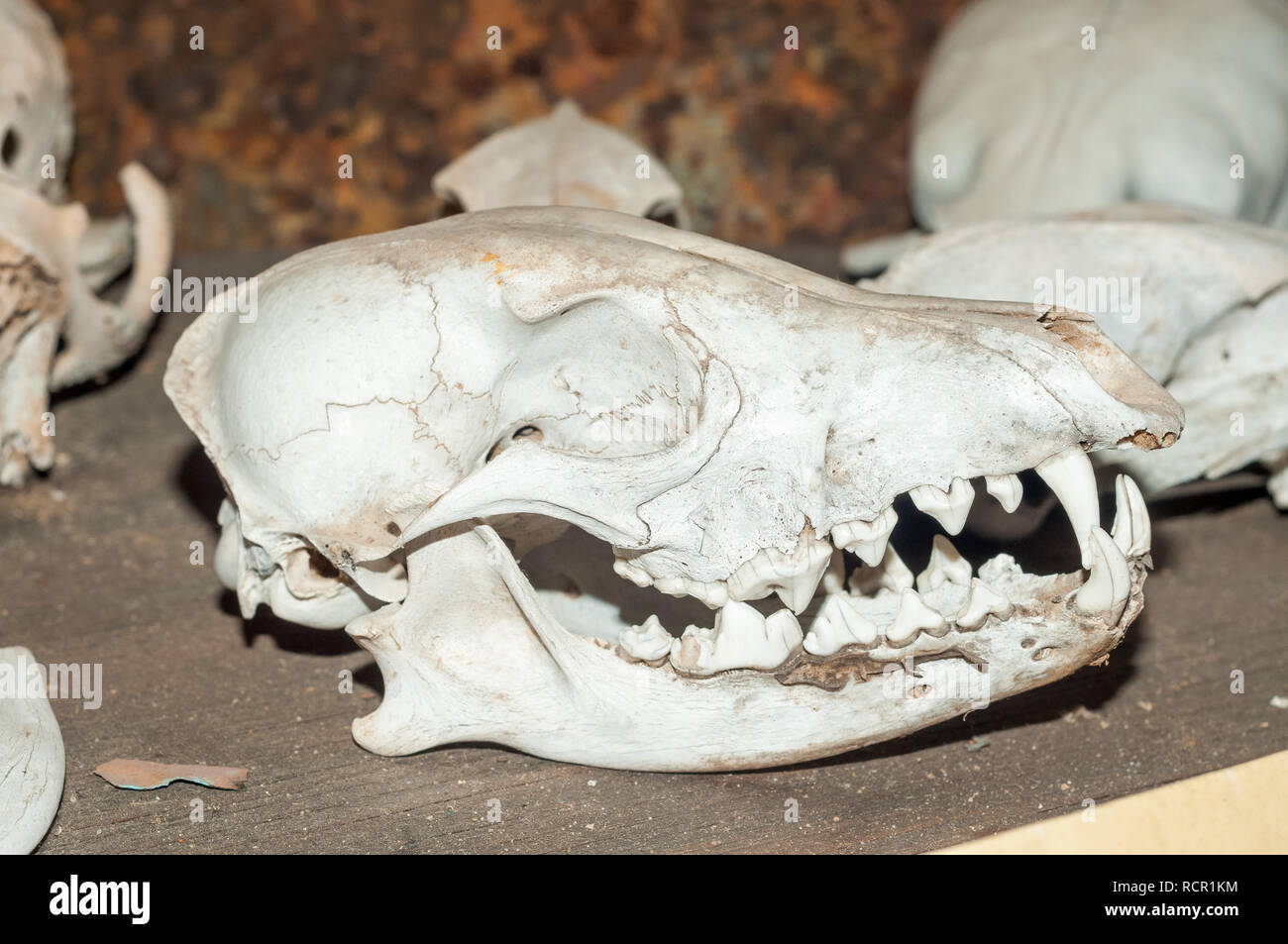 Brown Hyena Skull, Cape Cross lodge museum, Namibia Foto de stock