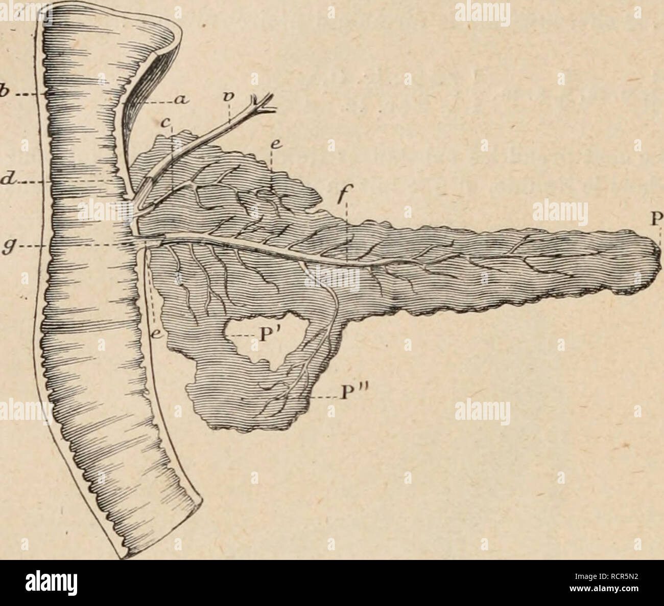 . Dictionnaire de physiologie. Fisiología. 334 Chat. ^.. = O',lo4 (Colin), â f.es placas de Peyer sont au nombre de oña (Chauveau et Arloing). La longueur de l'intestin par rapport à la celle du corps est : 4 : 1. La bilis. "Le canal Díaz cholrdoque©ljouche dans le duodénum, à 3 ou 4 centimètres du pylore. La quantité de bilis par kilogramo du poids du corps et pour vingt-quatre heures = 14sr,5, avec un résidu sec de 0='',816 (postor et Schmidt). La pression dans le canal cholédoque = 12×20â"¢ Hg (Kowalewsky'). Pancréas. ÂLe suc pan- créatique du chat llegar dans l'intestin par deux puede Foto de stock