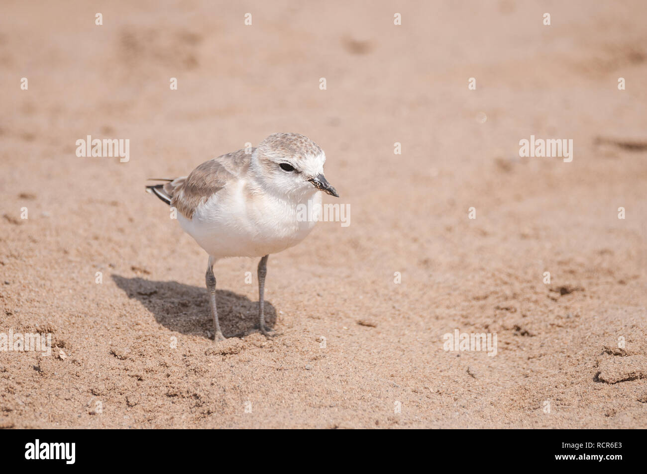 Charadrius marginatus, chorlo de fachada blanca, sobre el terreno, Namibia Foto de stock