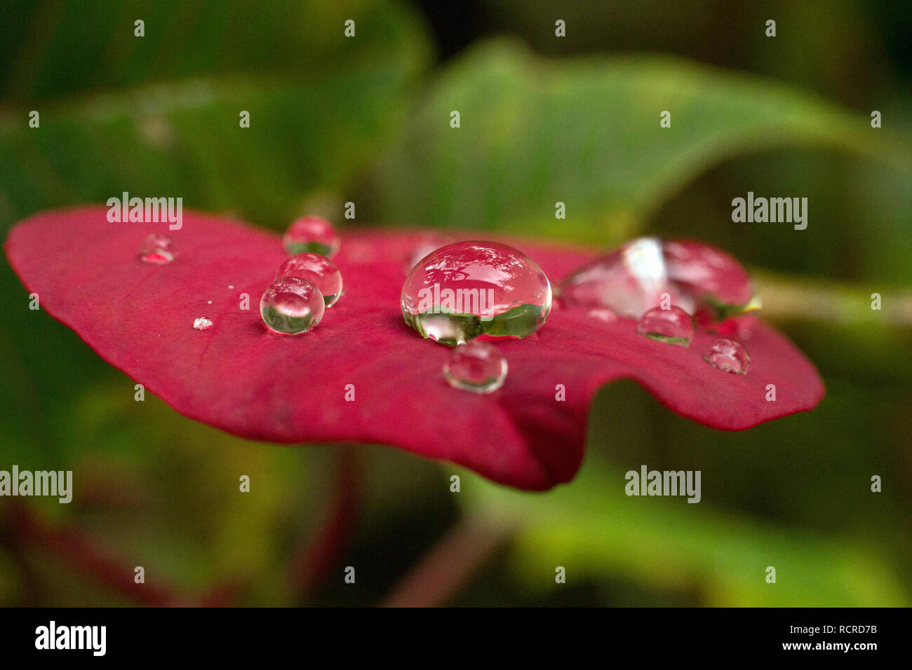 Gotas de agua sobre una hoja roja de poinsettia (Euphorbia pulcherrima), también conocido como la estrella de Navidad, después de la lluvia Foto de stock