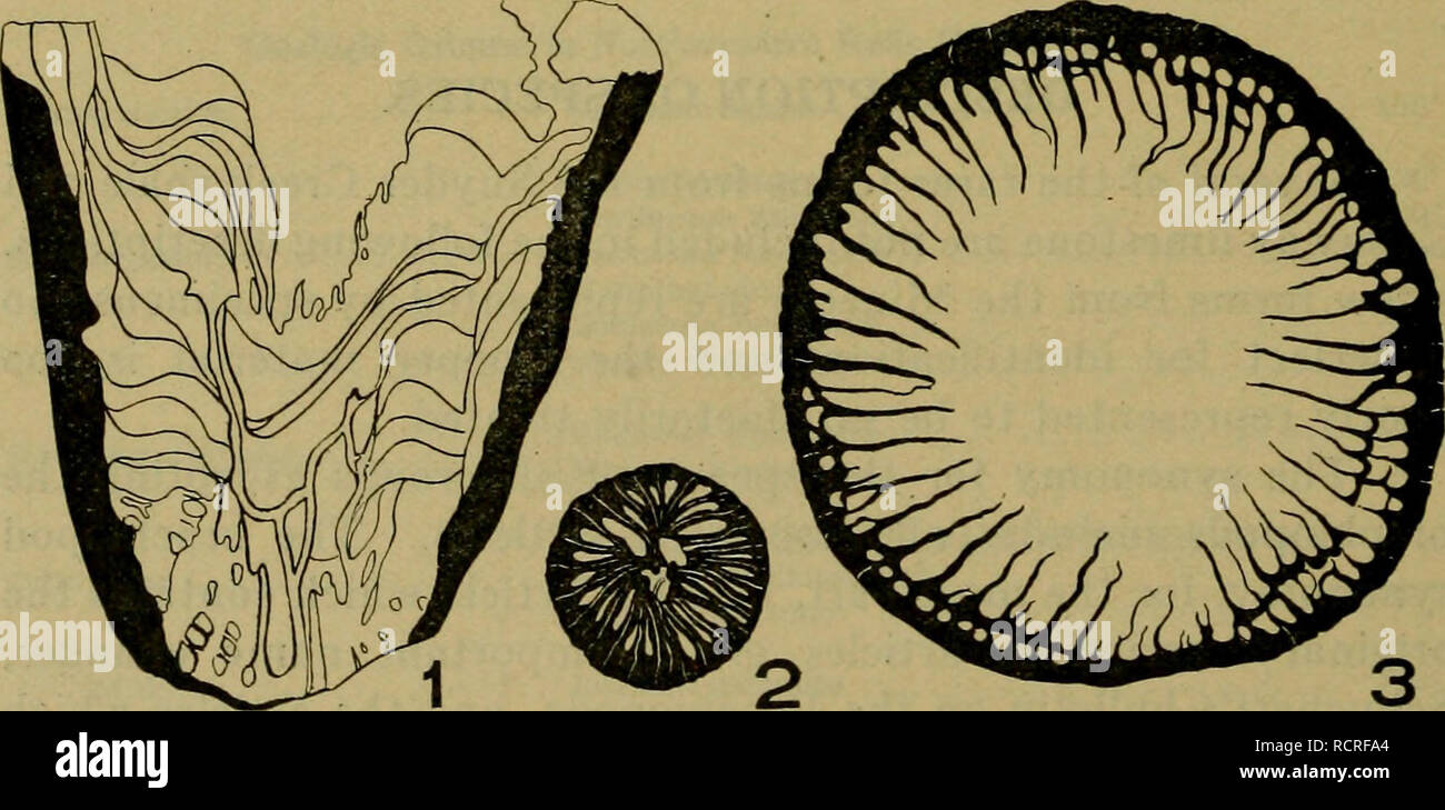 . El Devoniano de Missouri. Geología; Geología, Estratigrafía; Paleontologie; Devoon. 48 El devoniano de Missouri. COELENTERATA Clase ANTHOZOA subclase Tetracoralla Familia Género Zaphrentidae Streptelasma Hall Streplelasma cooperensis n. sp. Placa. 1, figuras 6 y 7 simple Corallum, cónico, ligeramente curvada, señaló en la base Epitheca com- pleta, mostrando los surcos del tabique longitudinal. Espécimen más grande de 8 cm. de largo, 34 mm de ancho en la parte superior: tamaño medio de aproximadamente 6 cm. de largo. Cáliz con paredes escarpadas, profundidad de aproximadamente la mitad de la altura de la corallum. Septae bastante poco desarrolladas en el cáliz pero nosotros Foto de stock