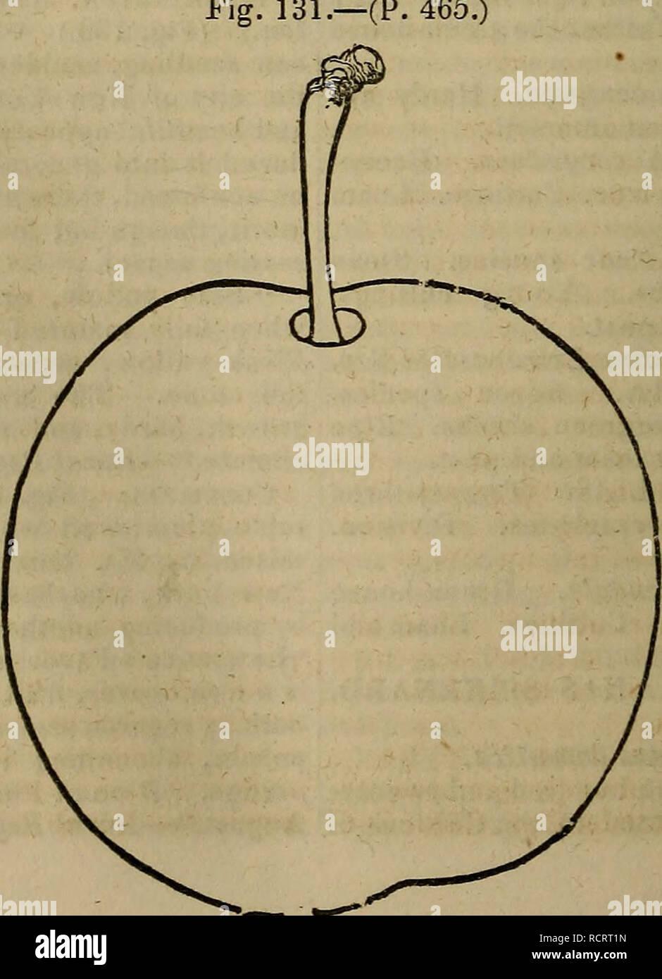 Un Diccionario De Jardinería Moderna Jardinería 466 Plu