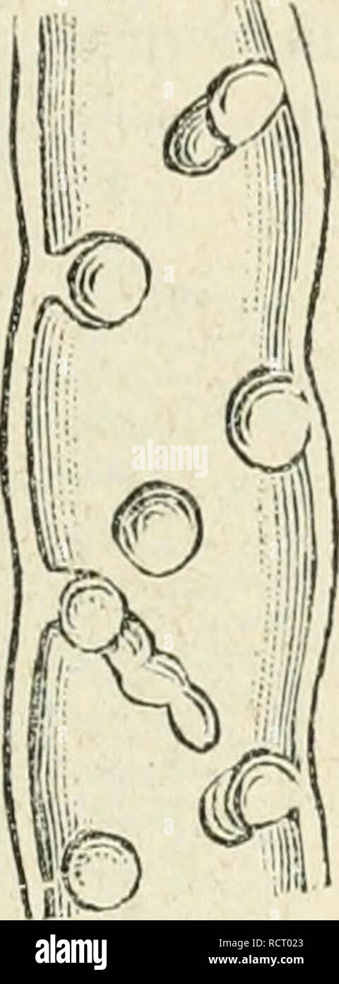 . Elementos de botánica, conformes al proggrama de la Universidad Mayor de la República entresacados de pagador, Sachs, Van Tieghem, Lanessan. 2. ed. corr. y aumentada por varios amantes de la ciencia, bajo la dirección del recopilador. La botánica. MEMBRANA 245 coicnqiiiinalosas ( Fig. 68 ), la membrana se espesa solamente al nivel de los ángulos, quedando delgada al nivel de las caras. Los ángulos muy espesos, claros y brillantes de estas célu- las hacen prominencia en el meato intercelular y en la cavidad celular. El espesor de las membranas celulares puede localizarse aún más y determinar, el mar ha. Foto de stock