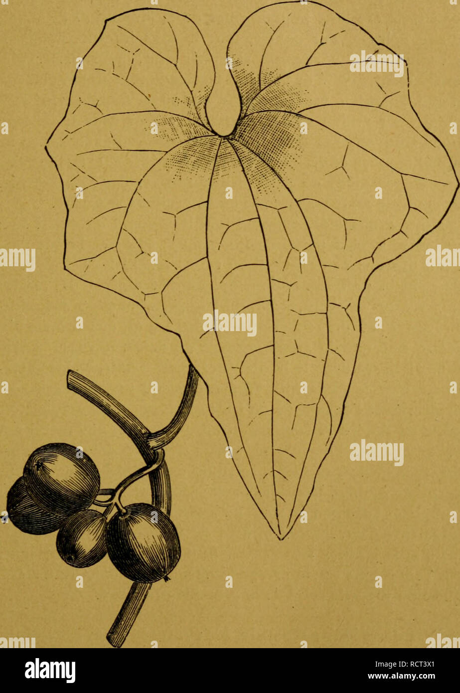 . Des Plantes vénéneuses et des empoisonnements déterminent qu'elles. Las plantas venenosas. DES Plantes VENENEUSES. 129 toute celle, du gros intestin, h l'exception du coecum, au ni-. FiG. 14. - Commious Tamus. - Ta.mier commun. veau duquel nous notons une la congestión assez vive. A l'ou- verture de l'intestin grêle, nous constatons sa vacuité presque 9. Por favor tenga en cuenta que estas imágenes son extraídas de la página escaneada imágenes que podrían haber sido mejoradas digitalmente para mejorar la legibilidad, la coloración y el aspecto de estas ilustraciones pueden no parecerse perfectamente a la obra original. Cornevin, Charles Ernest, 184 Foto de stock