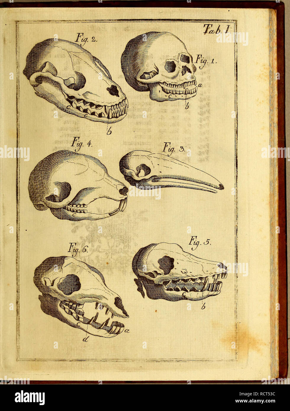 Linneo carl von fotografías e imágenes de alta resolución Alamy