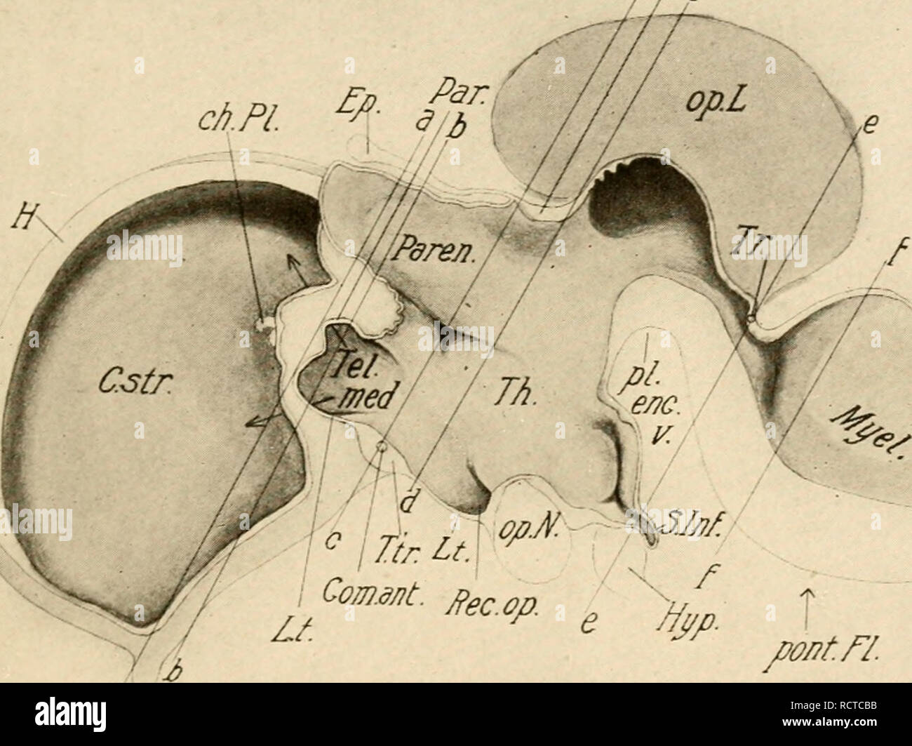 El desarrollo de la chica; una introducción a la embriología. Aves -- la  embriología. El sistema nervioso 245 y 150 muestran las secciones sagital  mediana y lateral de la misma etapa.
