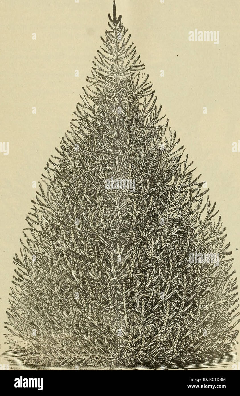 . Catálogo Descriptivo de frutales y ornamentales, enredaderas, plantas