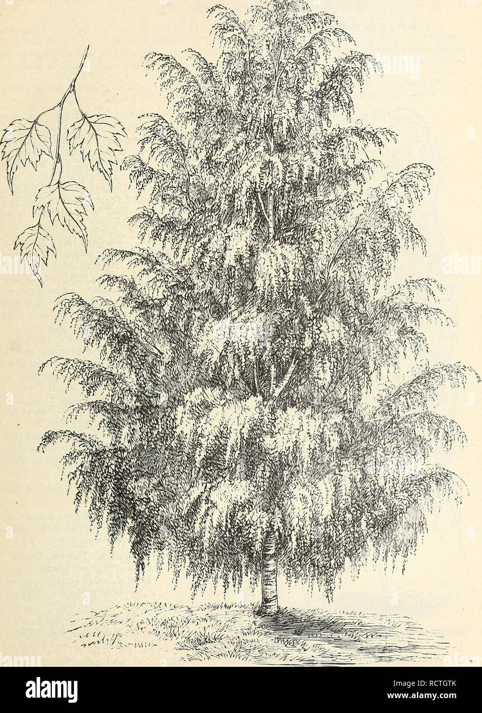 . Catálogo Descriptivo de robustos árboles ornamentales, arbustos, plantas herbáceas perennes, etc. : vigésimo cuarta edición. Árboles ornamentales catálogos catálogos; arbustos de rosas; flores; catálogos de catálogos. Árboles ornamentales, arbustos, etc. â ^b %ffife. Cortar-hojas de abedul llorando. Por favor tenga en cuenta que estas imágenes son extraídas de la página escaneada imágenes que podrían haber sido mejoradas digitalmente para mejorar la legibilidad, la coloración y el aspecto de estas ilustraciones pueden no parecerse perfectamente a la obra original. Ellwanger &Amp; Barry; Ellwanger &Amp; Barry; Henry G. Gilbert viveros y el comercio de semillas Catálogo Colección. Rochest Foto de stock