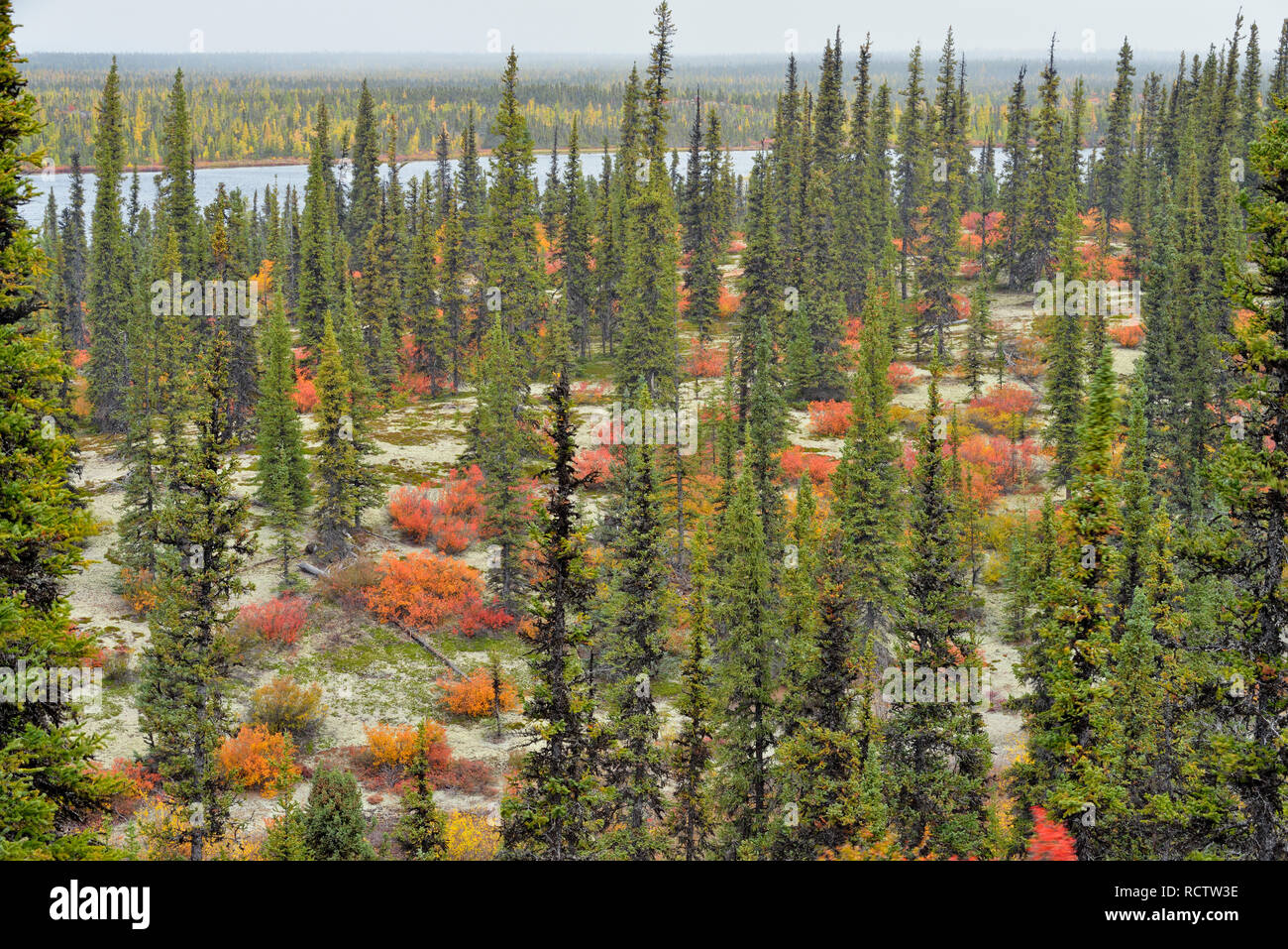 El follaje de otoño (los Enanos birch) en un bosque spruce, paraíso ártico Lodge Lago Ennadai, Nunavut, Canadá Foto de stock