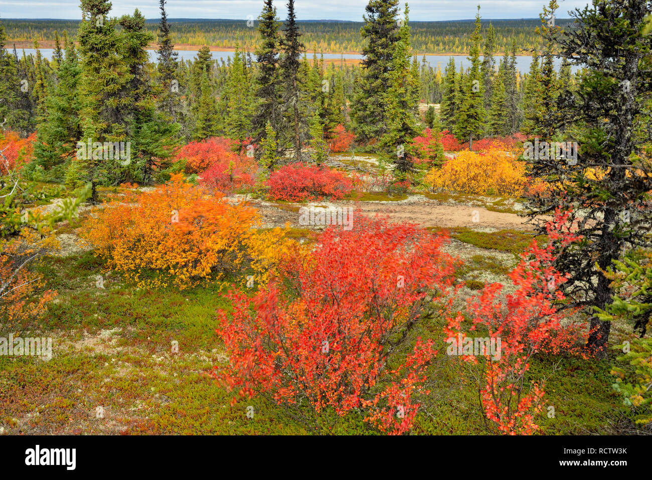 El follaje de otoño (los Enanos birch) en un bosque spruce, paraíso ártico Lodge Lago Ennadai, Nunavut, Canadá Foto de stock