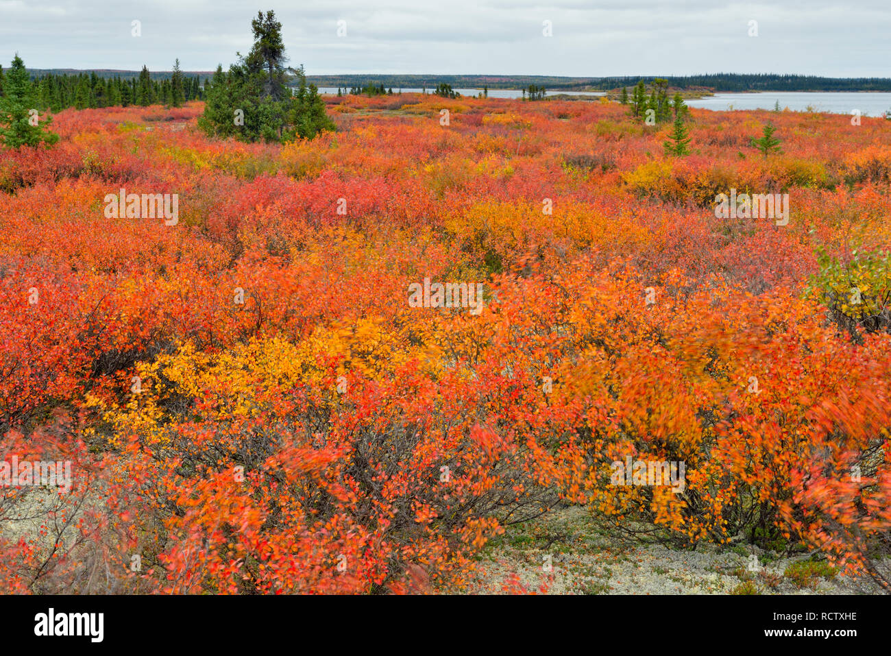 El follaje de otoño y el abedul enano (blueberry), paraíso ártico Lodge Lago Ennadai, Nunavut, Canadá Foto de stock