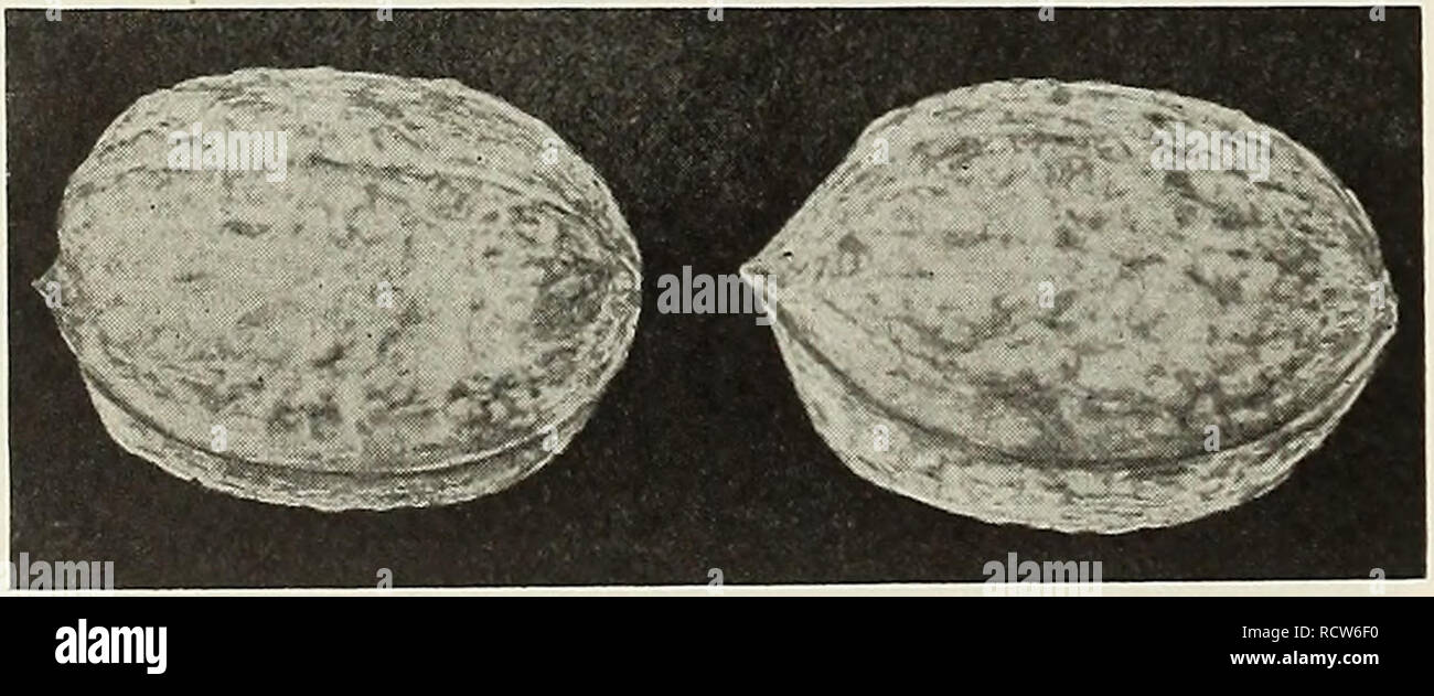 . Estudio descriptivo catálogo ilustrado de frutales y ornamentales