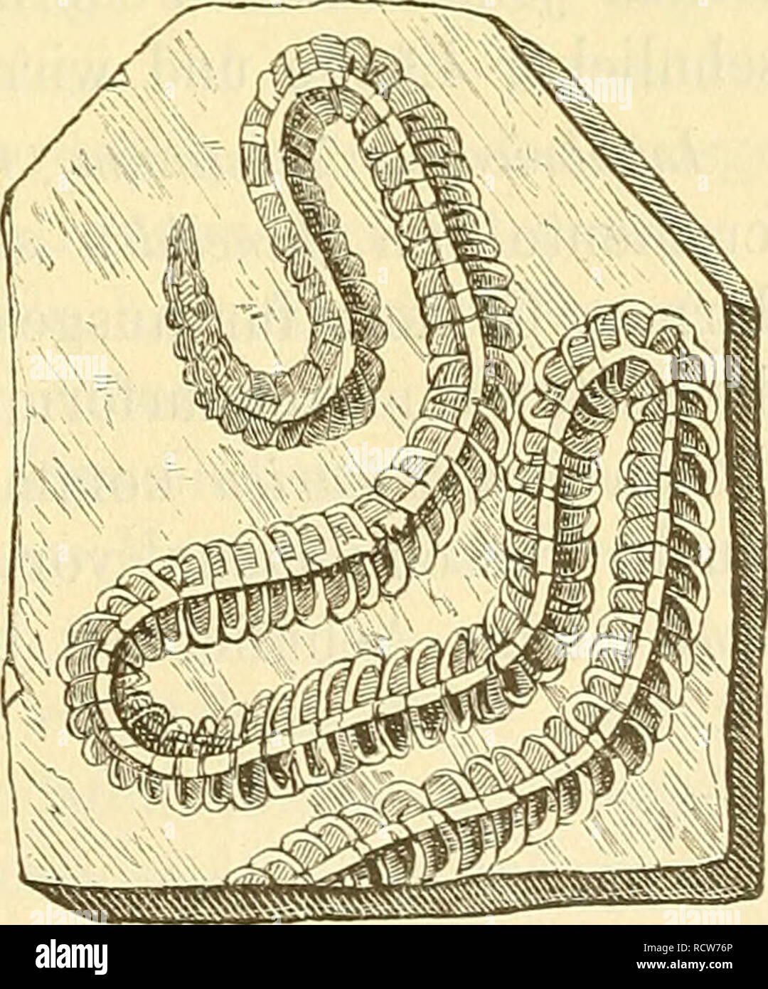 . Elemente der palaeontologie. (Palaeozoologie.). La Paleontología. Problematica. 117, Gute hierhergehörige Abdrücke hat der oberjiirassische, Hthographische Schiefer Baj^erns, sowie der eocäne Schiefer des Mte. Bolca Vicentinischen gehefert im. Kiefer von palaeozoischeu Nereiden, den Grattungen Oenonites ÄrabelUtes Uunicites,,,, Glycerites Lumbriconereites und Staurocejjhalites angehörig, sombrero HiNDE^ beschrieben. Sie stammen aus silurischen und devonischen Schichten von Canadá, sowie aus dem Kohlenkalk Schottlands. Schon früher hatte Geinell TJnterkieferplatten einer Nereide als JVei'eidavus aus d Foto de stock