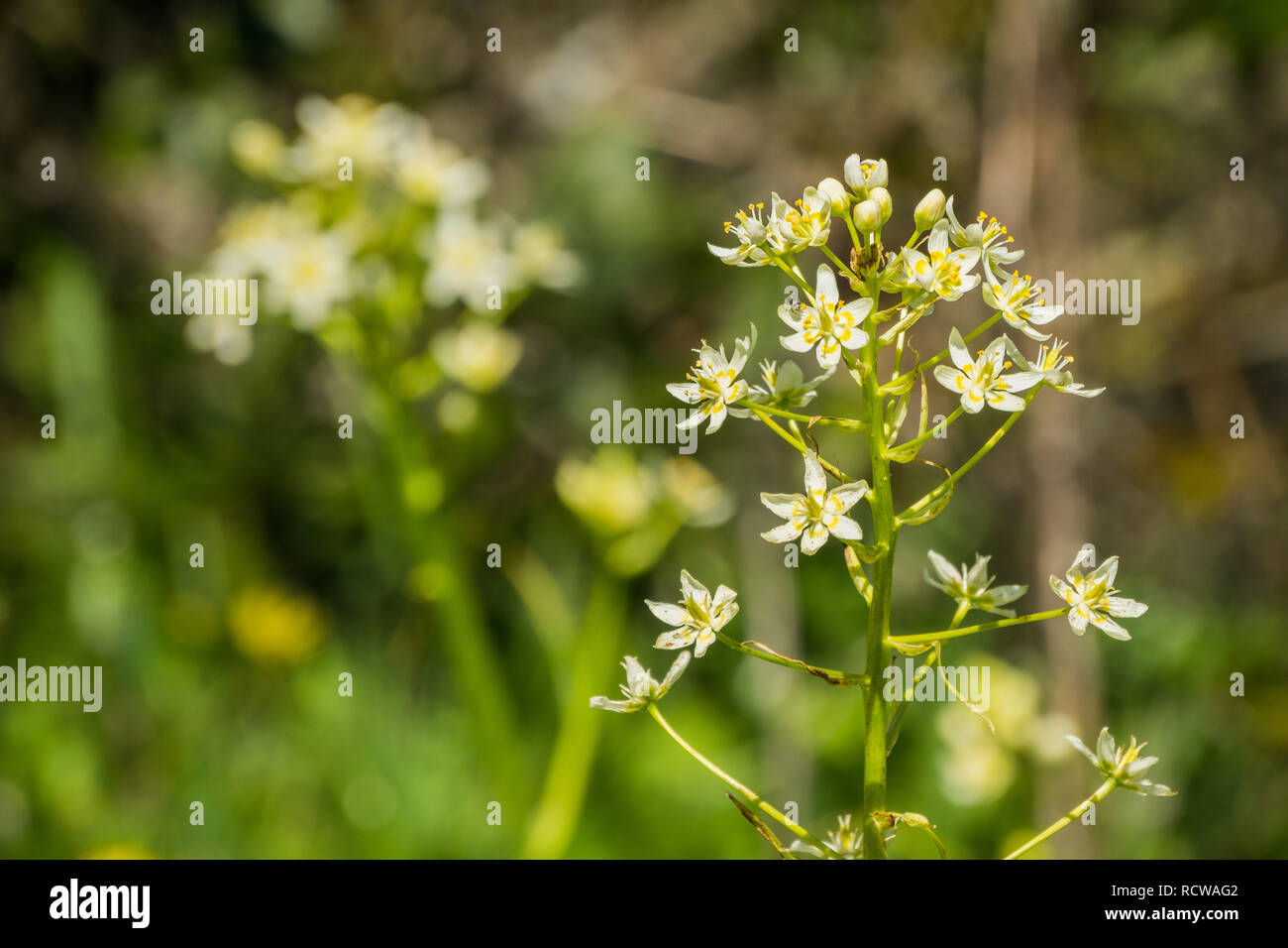 Toxicoscordion fremontii Lily (estrella), conocido también como Frémont's deathcamas zigadene o estrella, que se encuentra en California, el sur de Oregón y norte de Baja Cal Foto de stock