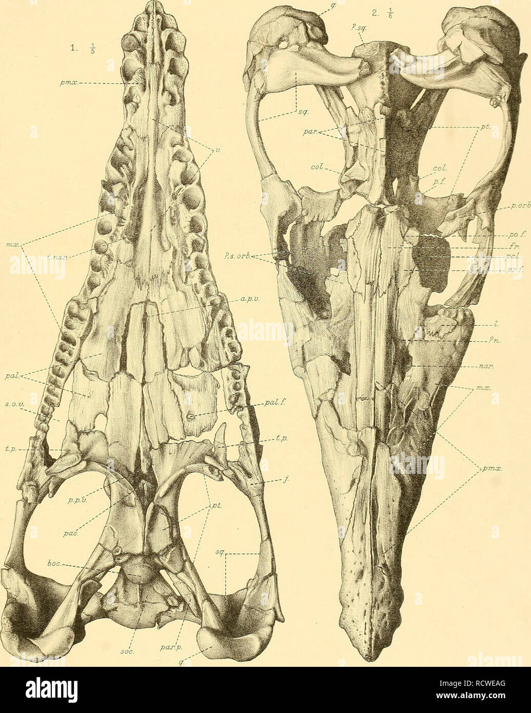 . Un catálogo descriptivo de los reptiles marinos de la arcilla de Oxford. Basada en la colección de Leeds en el British Museum (Museo de Historia Natural de Londres ... Los Reptiles, fósil. CATAL.Marine mantiene. Arcilla de Oxford. La parte II. Placa pmcc I... ≫p77ia:. G.M.Woodward supr. etlibh. Al oeste, Newman imp. Pliosauro EEROX.. Por favor tenga en cuenta que estas imágenes son extraídas de la página escaneada imágenes que podrían haber sido mejoradas digitalmente para mejorar la legibilidad, la coloración y el aspecto de estas ilustraciones pueden no parecerse perfectamente a la obra original. Museo Británico (Historia Natural). Dpto. de geología; Andrews, Charles William, Foto de stock