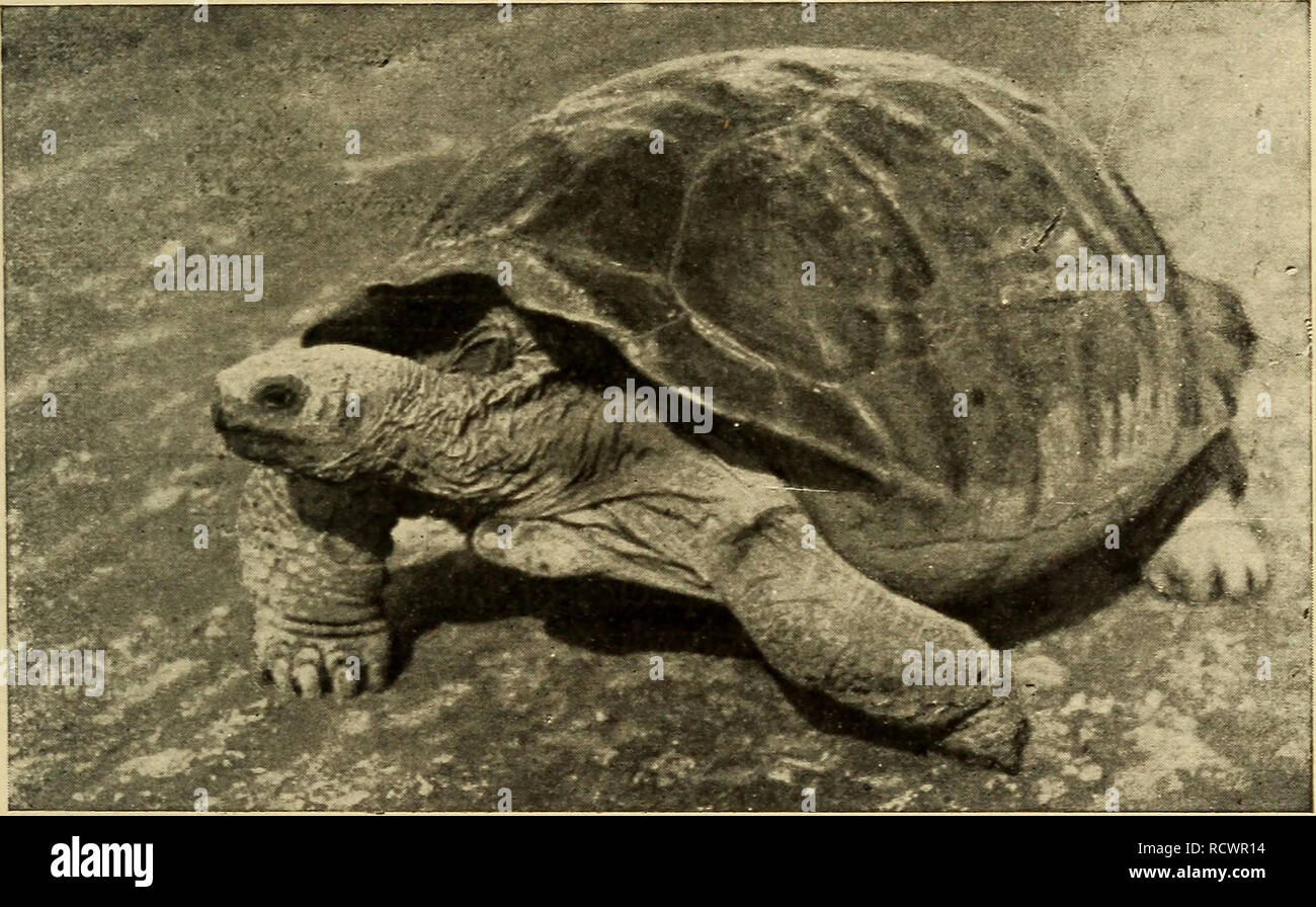 Zoología elementales. La zoología. Rama ACORDE EN UNA CLASE: Reptilia 3T5  de las tortugas de agua dulce son los grandes tortugas marinas, tales como  el cuero, la tortuga caguama y las