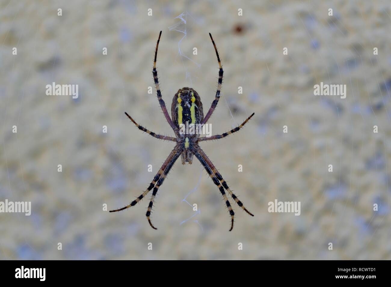 La parte inferior de una avispa araña (Argiope bruennichi), Baja Austria, Austria Foto de stock