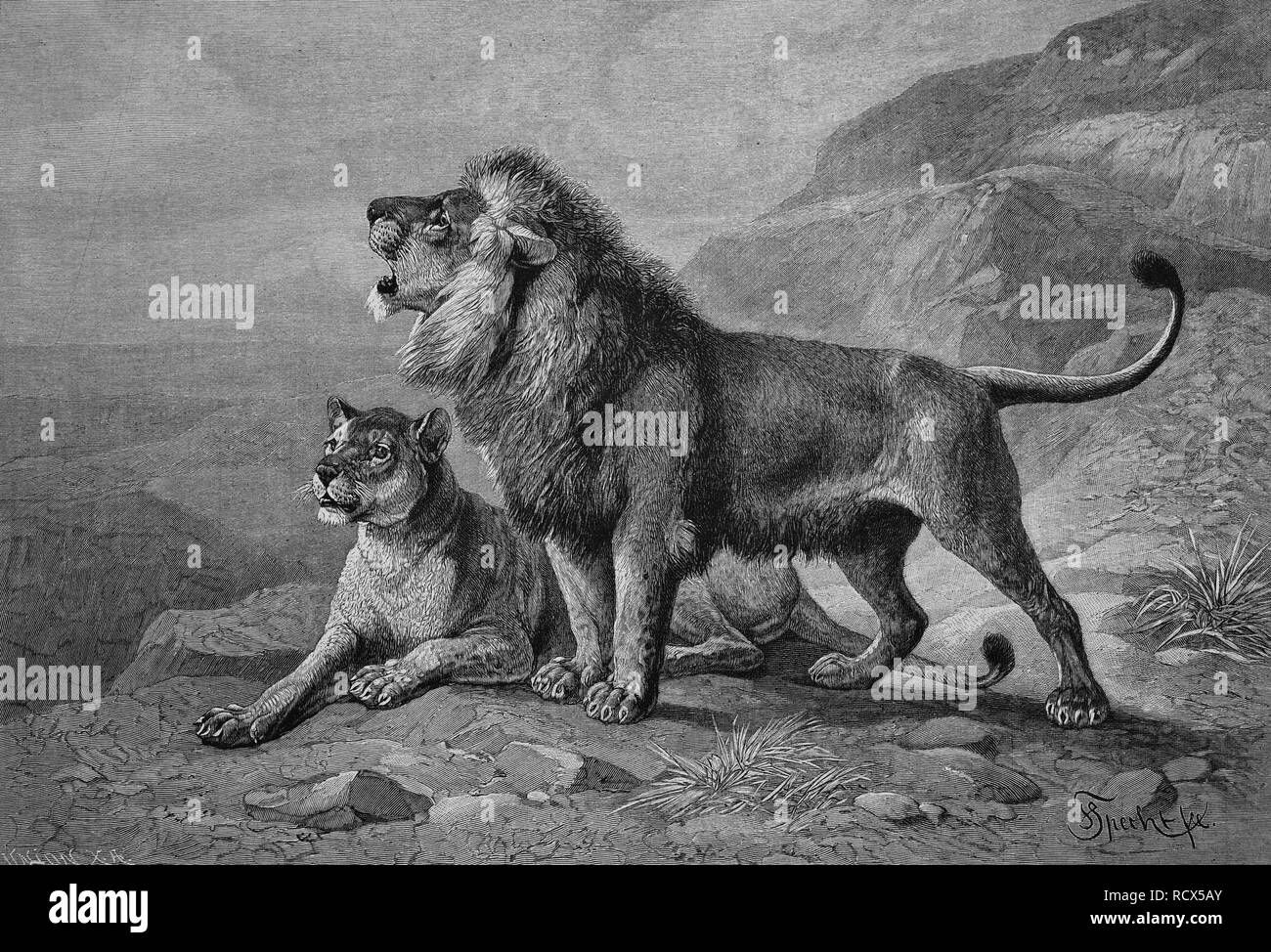 Los leones (Panthera leo), xilografía, grabado histórico, 1899 Fotografía  de stock - Alamy