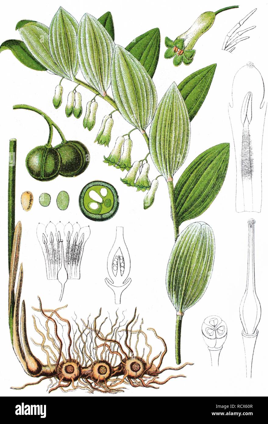 Sello de Salomón, David's-harp, Escalera al cielo (Polygonatum  multiflorum), plantas medicinales, plantas útiles, chromolithograph, 1876  Fotografía de stock - Alamy