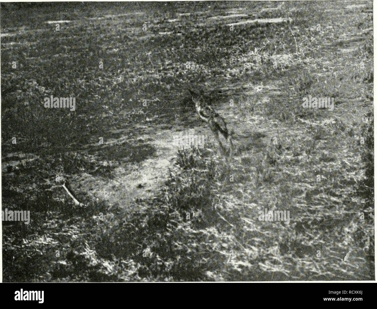 Ricb Fotos E Imagenes De Stock Alamy