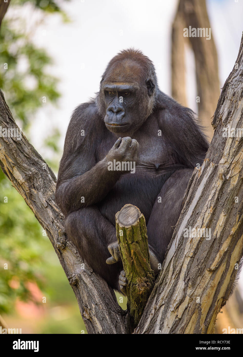 Retrato de un gran gorila de las tierras bajas occidentales Foto de stock
