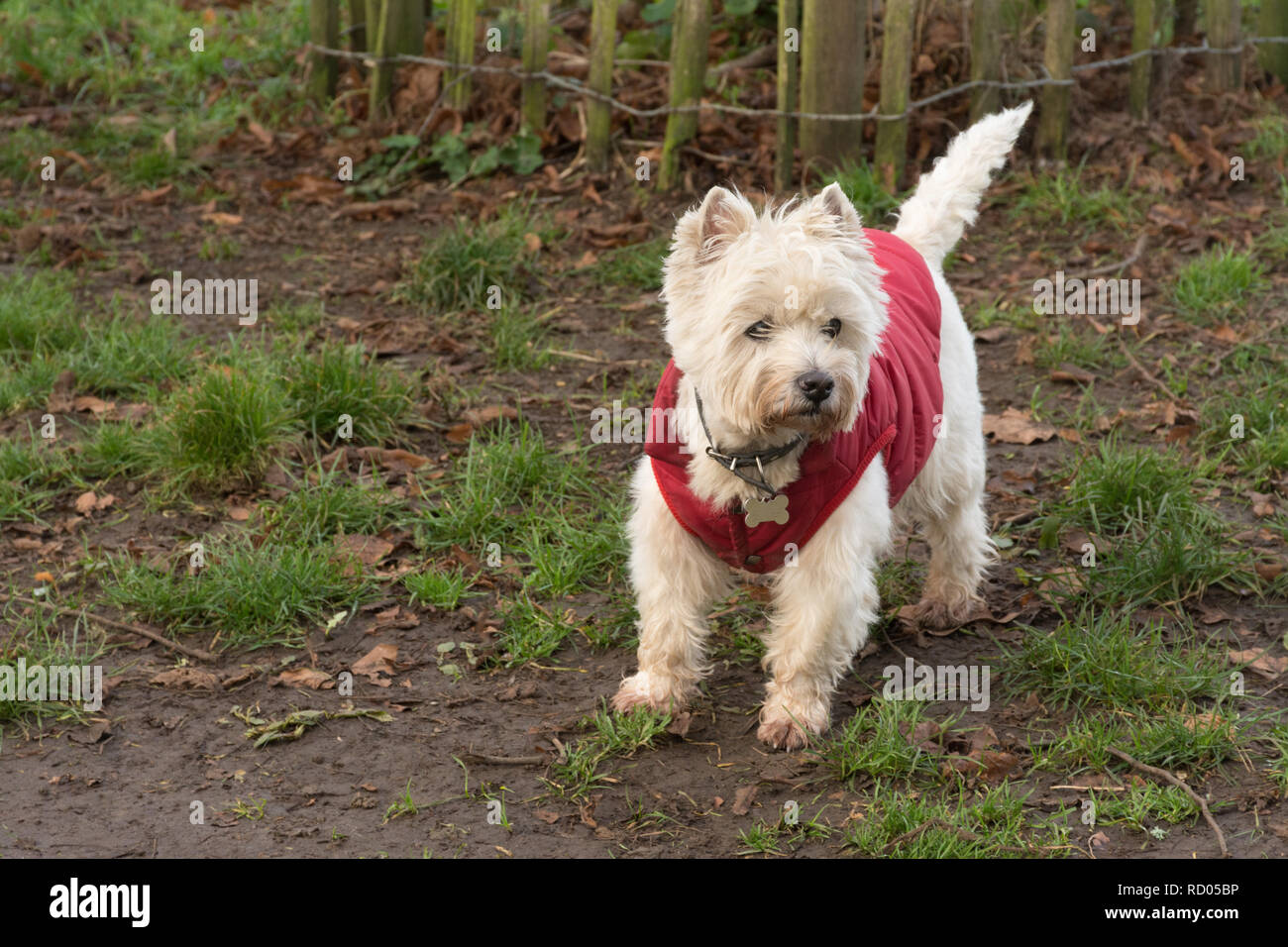 West Highland White Terrier (westie) perro vistiendo un abrigo rojo Foto de stock
