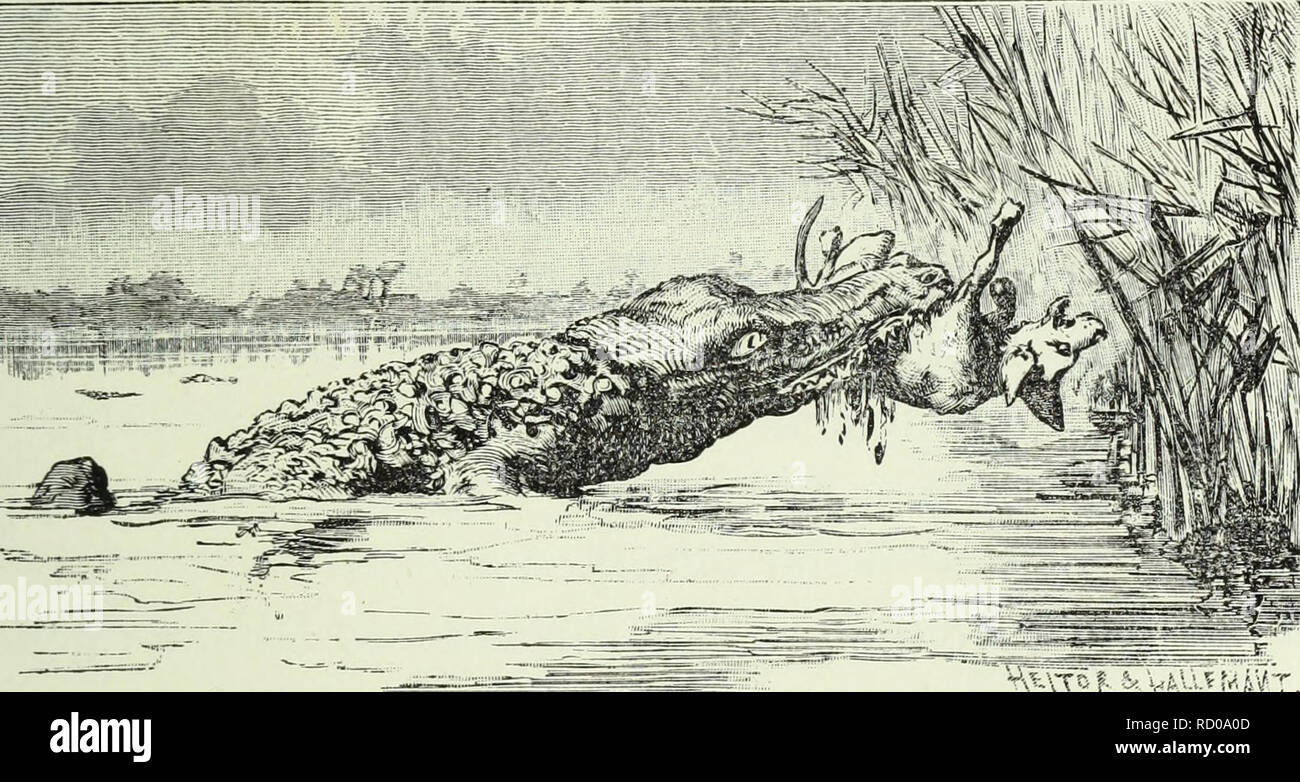 . De Angola á la contra-costa; de uma viagem atravez descripção do continente africano. Historia natural. Ao sul 205 e uma gazella, Cephalophus mergens, eis o fructo-do nosso passeio. Pela tarde d'este dia deu-se a primeira morte entre os nossos cães, que foi miseravelmente colhido pelo crocodilo. Ao atirarmos á ultima pintada, como companheiras, levantando voo pará atravessar o curso da agua, attra- hiram un attenção cadella de uma, una Pomba, que, ven- do-como, se lançou com denodo ao rio.. n^^-r -: ;.;: . SOLTANDO UM LATIDO, DESAPPARECE tinha apenas entrado na agua, uma cabeça hor- renda apparece á s Foto de stock